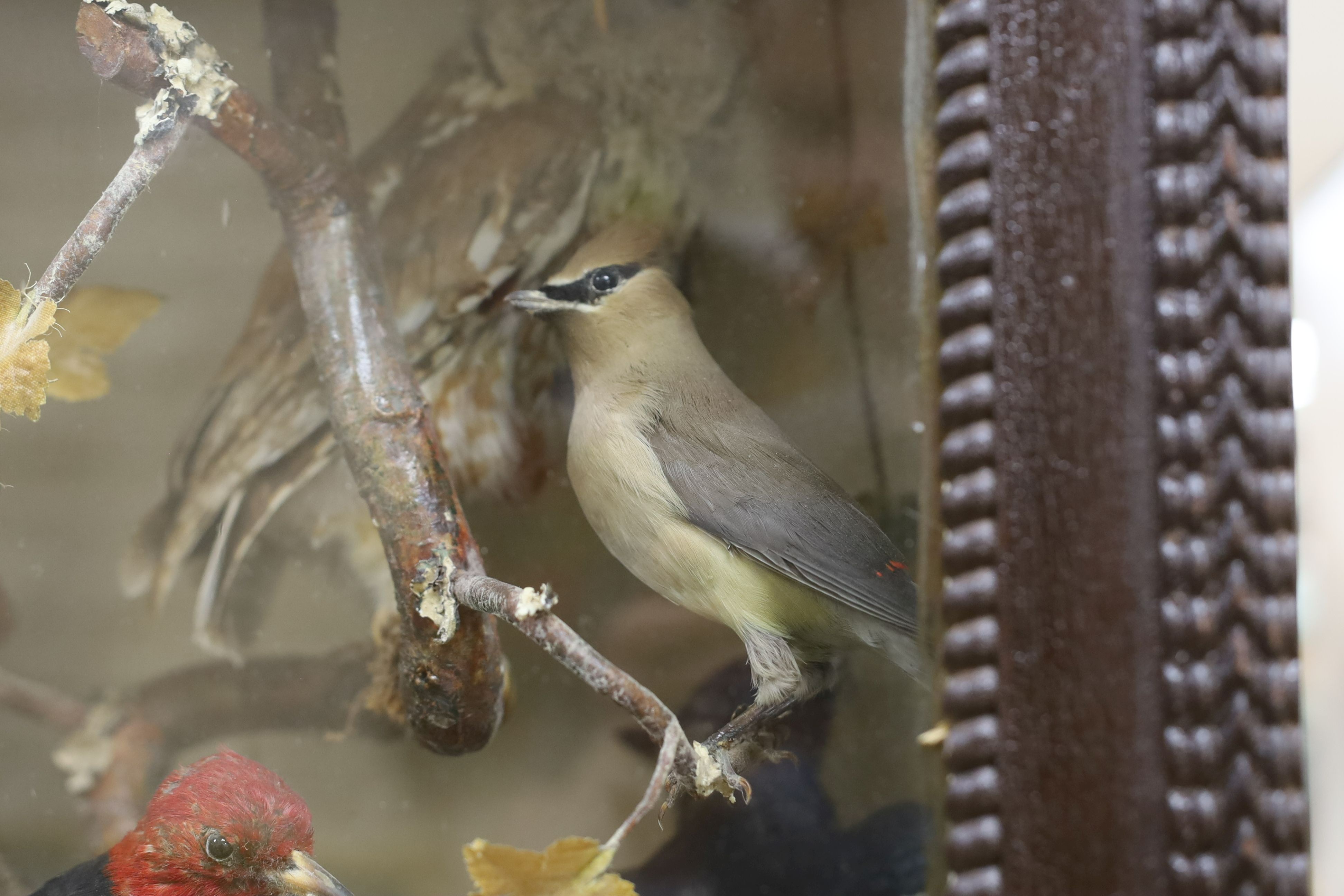 A late 19th / early 20th century North America taxidermy display of Native birds and chipmunk, case width 54cm height 75cm